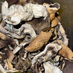 Golden Teachers Shrooms
